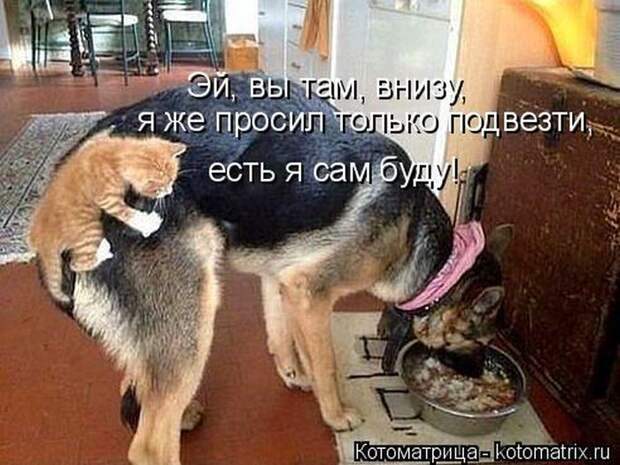 Лучшие котоматрицы недели