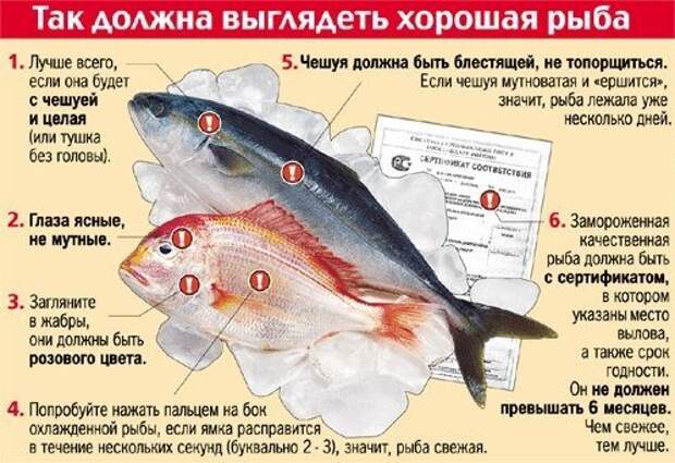 Так должна выглядеть хорошая рыба.Забирай на стену.