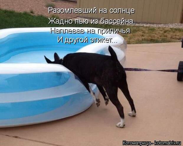 Лучшие котоматрицы недели (50 фото)