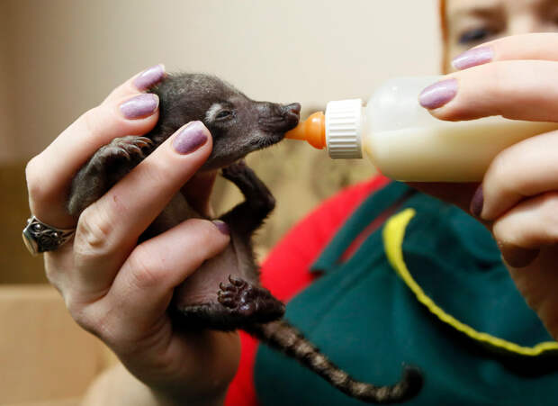Сотрудники красноярского зоопарка борются за жизнь детеныша коати, после того как мать отказалась от него и еще двоих новорожденных, 10 октября 2014 г. (Фото: Ilya Naymushin/Reuters)