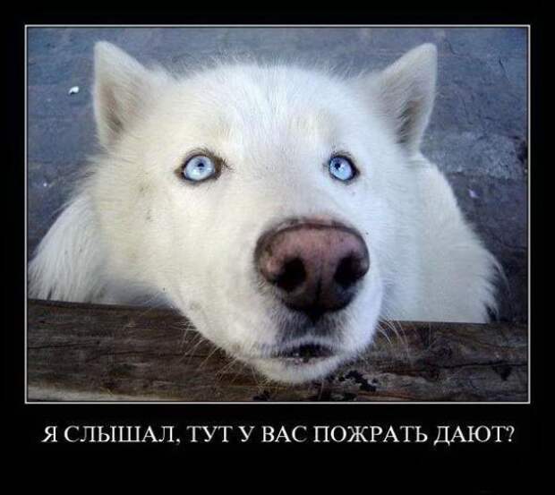 Подборка веселых и позитивных демотиваторов