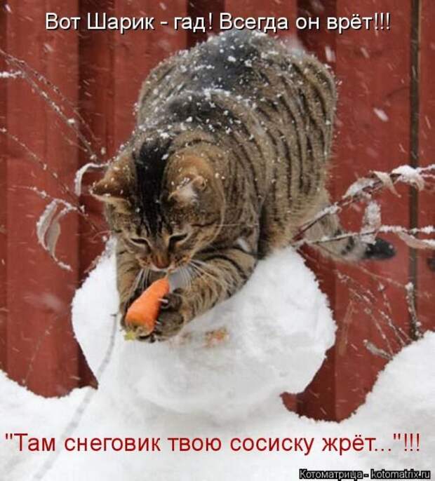Лучшие котоматрицы недели