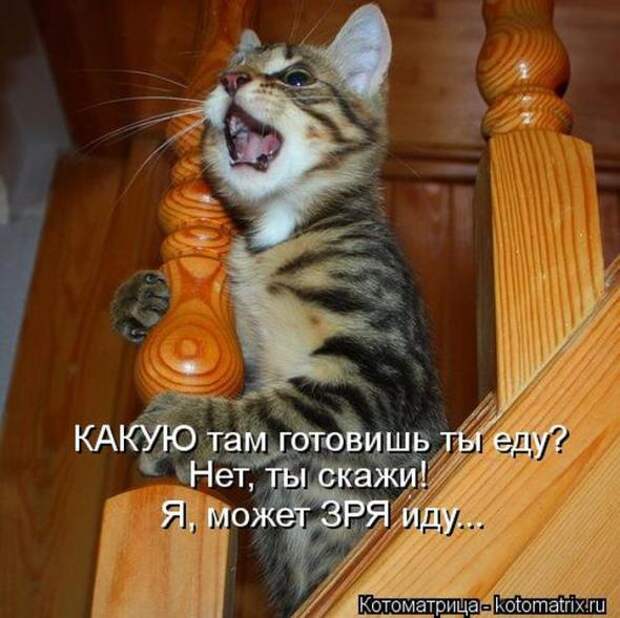 Котоматрицы(картинки с надписями)