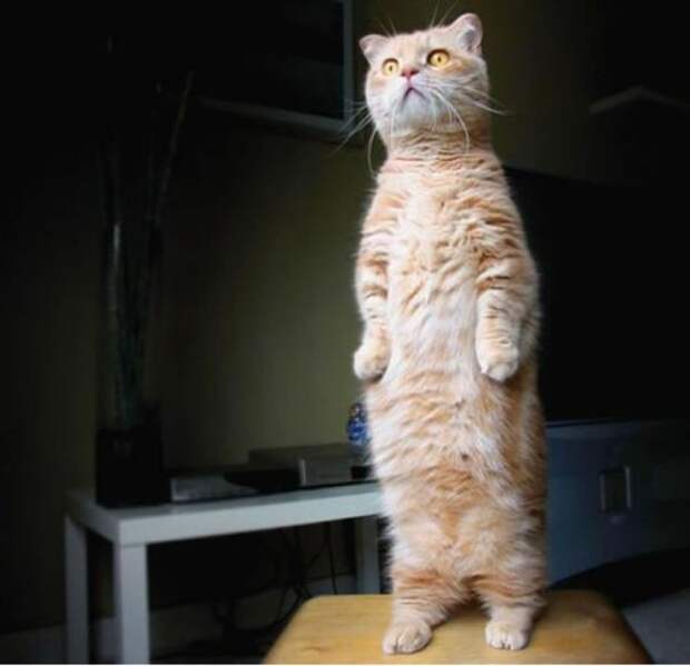 lolcats87 100 лучших фотографий кошек всех времен и народов