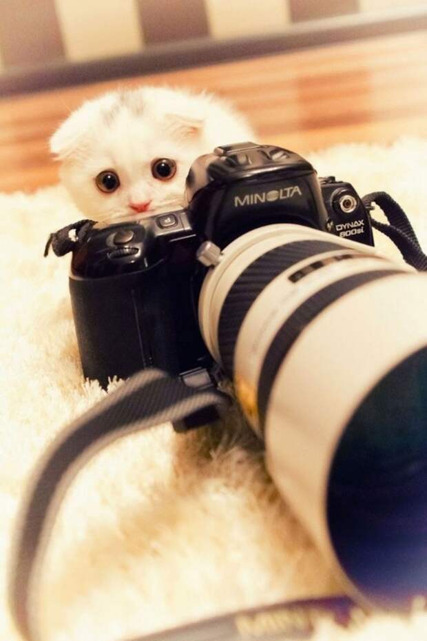Прирожденные фотографы Прирожденные фотографы животные, фотографы