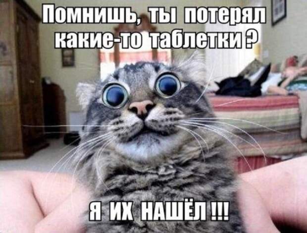 Кис-кис-кис Кис-кис-кис животные, коты, юмор