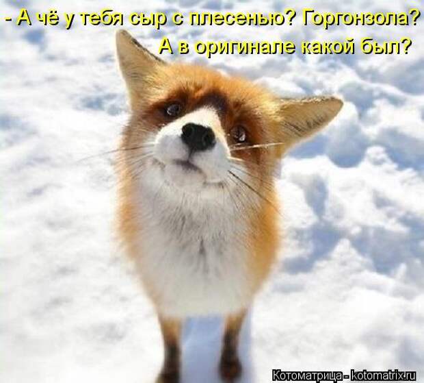 Новые котоматрицы с классным задором (30 фото) Новые котоматрицы с классным задором (30 фото)