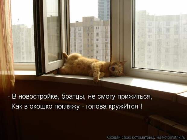 Лучшие котоматрицы недели (50 фото)