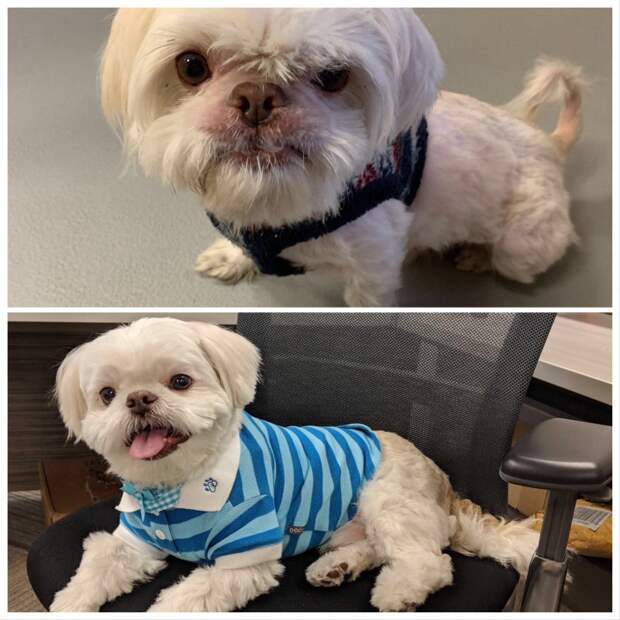 20 удивительных преображений животных, которые с улиц попали в заботливые руки 20 удивительных преображений животных, которые с улиц попали в заботливые руки до и после, истории спасения, история спасения, кошка, собака