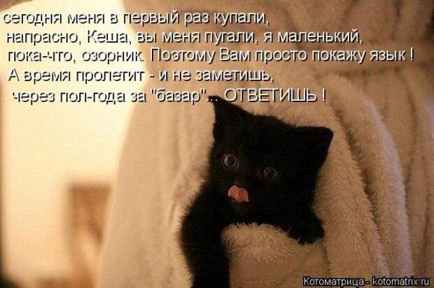 Лучшие котоматрицы недели (50 фото)
