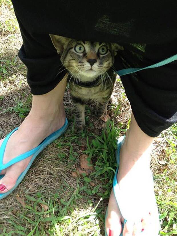 Кошки ,которые очень редко выходят из дома fun, cat