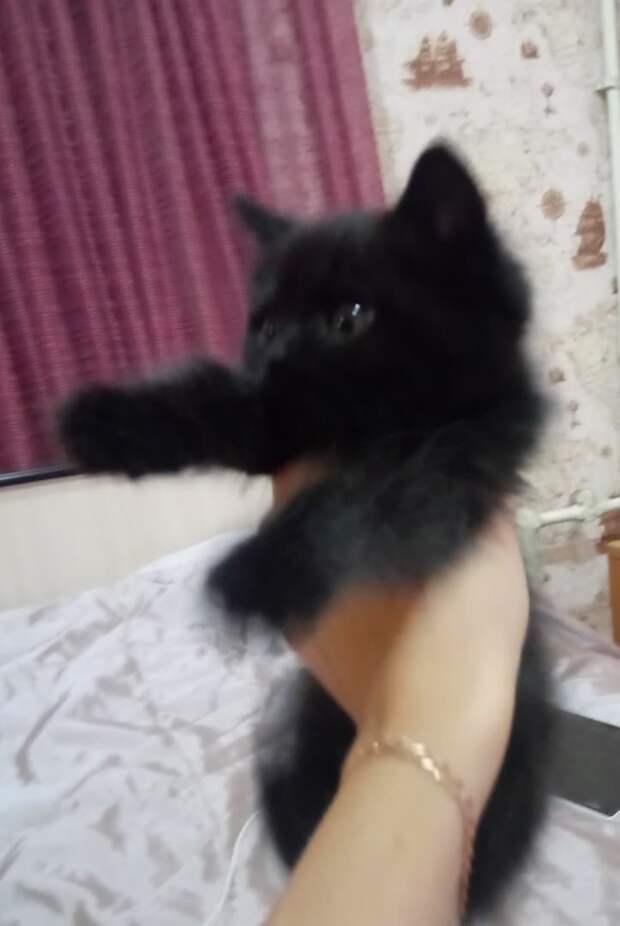 помощь уличному котенку черный котенок