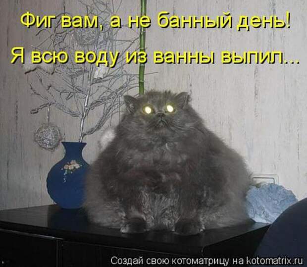 Котоматрицы(картинки с надписями)