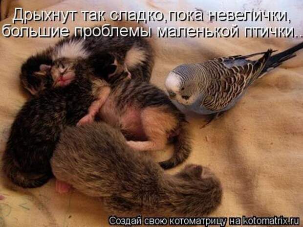 Котоматрицы (картинки с надписями)