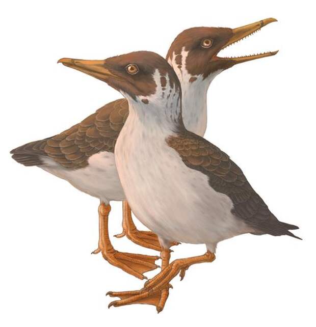 Окаменелости опровергают более чем вековые знания о происхождении современных птиц