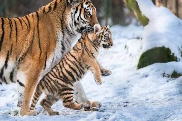 Тигры в России.