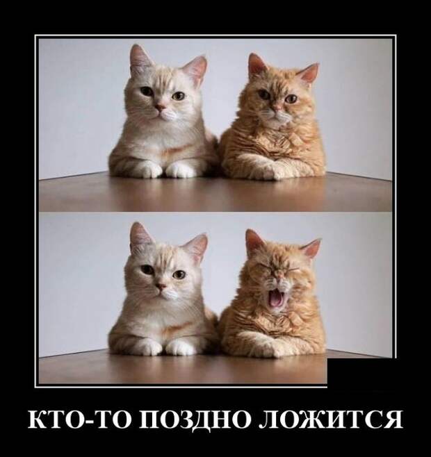 Демотиваторы (30 фото)