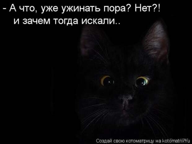 Новая котоматрица (30 фото)