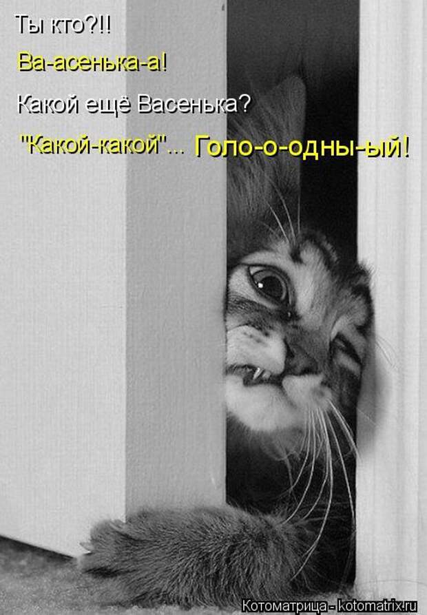 Котоматрицы(картинки с надписями)
