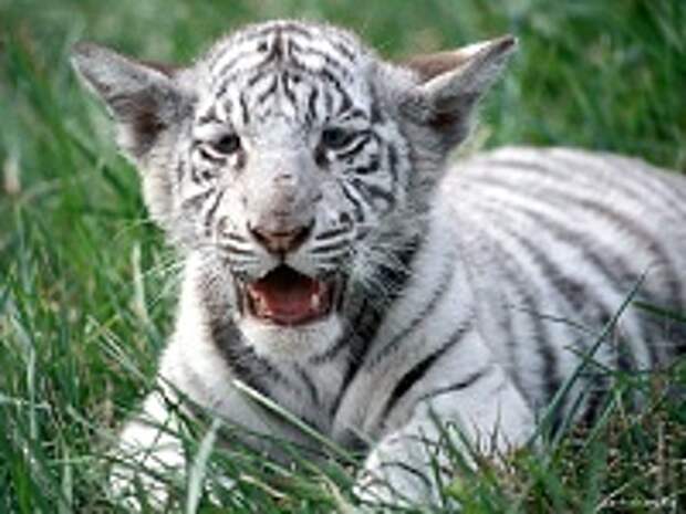 Белые тигры 23