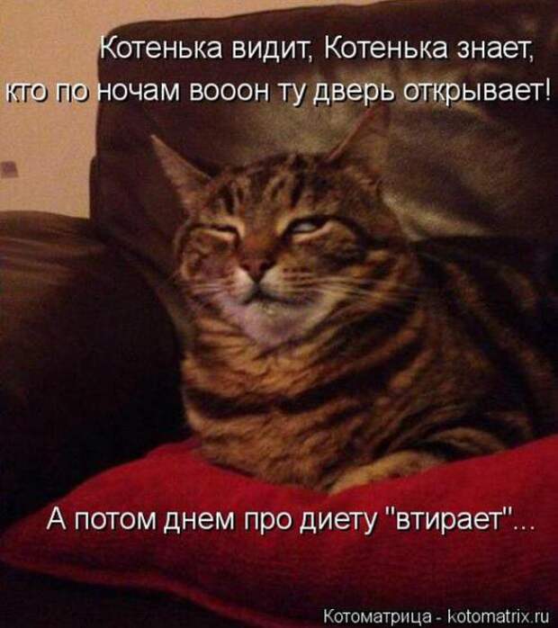 Котоматрицы (картинки с надписями)