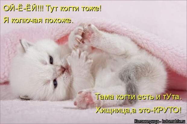 Лучшие котоматрицы недели
