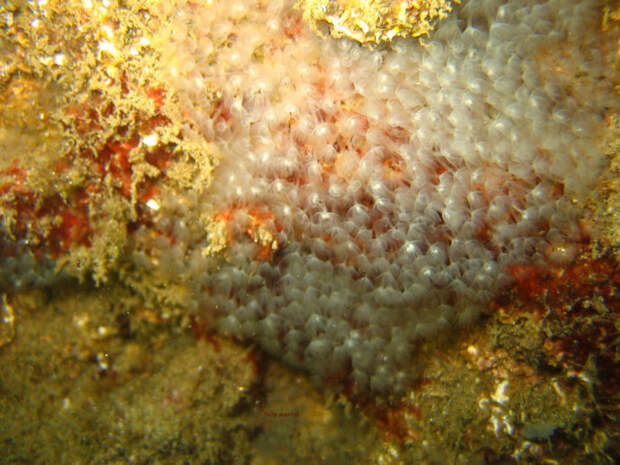 Реферат Phoronida