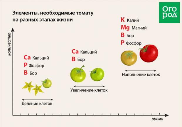 польза томатной ботвы