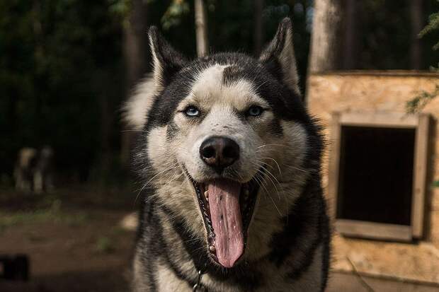 Ездовые собаки живут в деревне в естественных природных условиях Фото: Светлана МАКОВЕЕВА