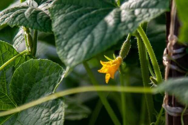 Почему огурцы горчат: шесть ошибок дачников и генетика