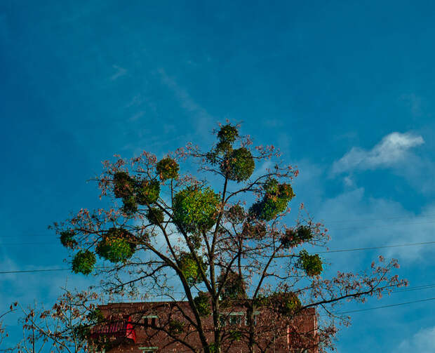 omela-6-thumb-700x568-9613 (700x568, 225Kb)