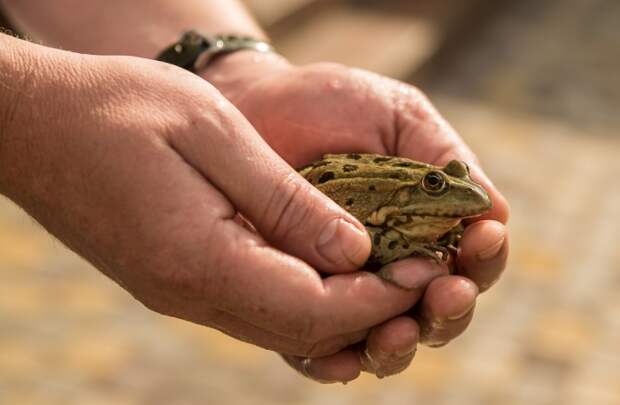 Бородавки от лягушек, или 10 мифов, в которые пора перестать верить