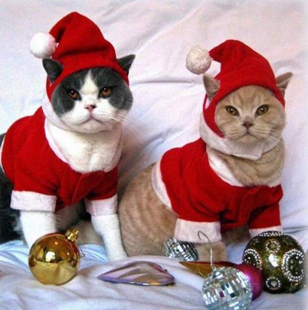Коты на Новый год