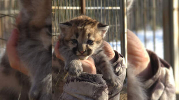 Сын Рони / Фото: барнаульский зоопарк