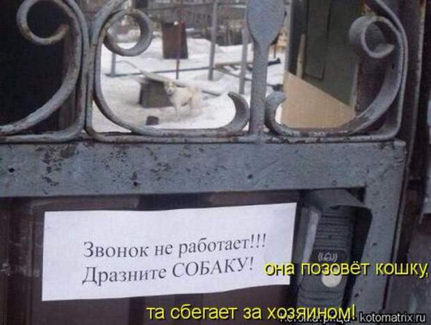 Котоматрицы (картинки с надписями)