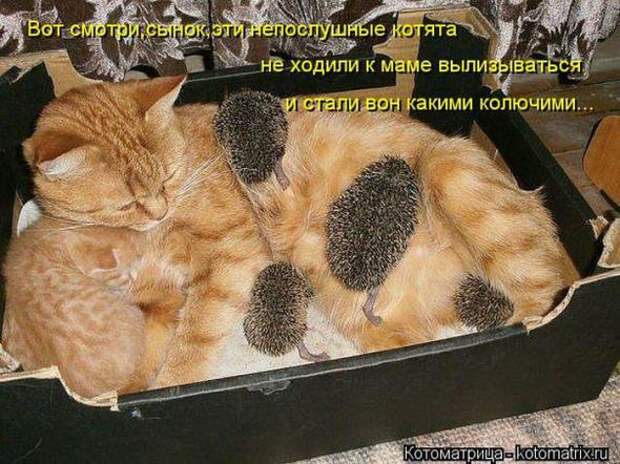 Котоматрицы(картинки с надписями)