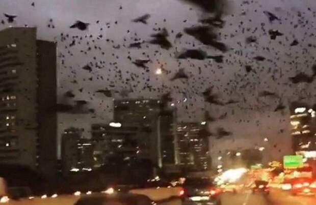 Мистические черные птицы нападают на автомобили