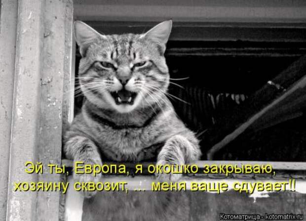 Котоматрицы(картинки с надписями)