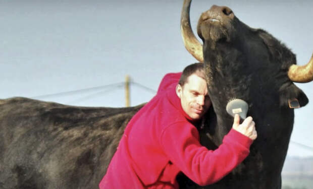 Мужчина спас быка от корриды, а через год бык его отблагодарил