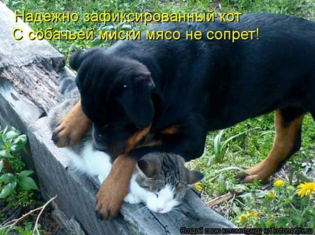 Котоматрицы (картинки с надписями)