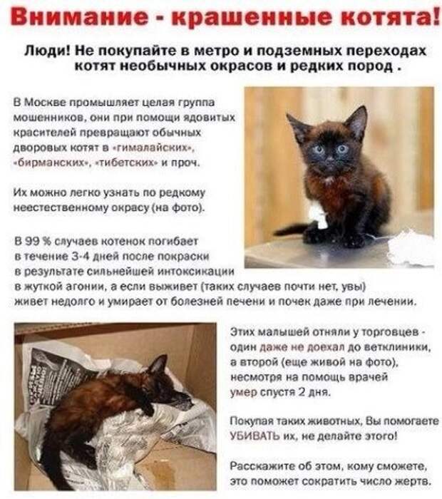 Смерть кота что делать