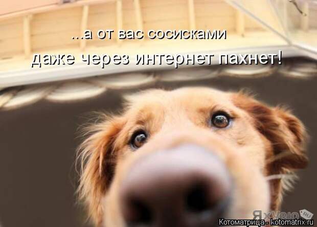 Новые котоматрицы с классным задором (30 фото) Новые котоматрицы с классным задором (30 фото)