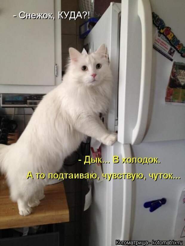 Лучшие котоматрицы недели