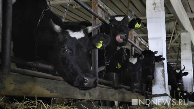 Свердловские власти объяснили, почему производителям пришлось сливать тонны молока