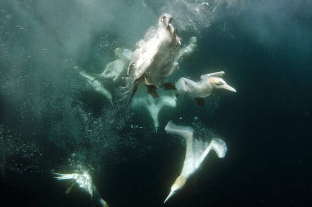 gannets04 Как олуши ловят рыбу у берегов Шетландских островов