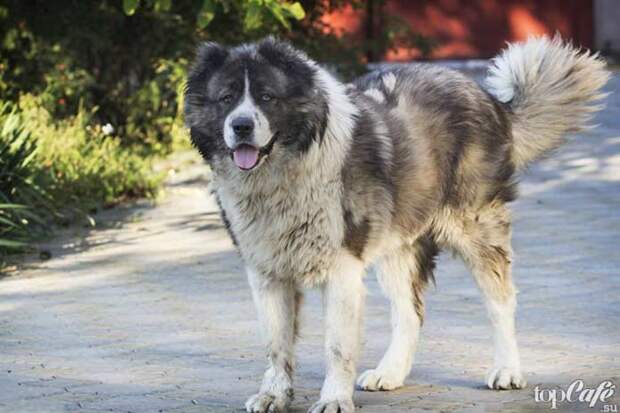 Кавказская овчарка - одна из популярных пород бойцовских собак