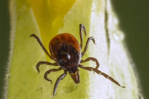 Врач Чекмарева раскрыла последовательность действий при укусе клеща