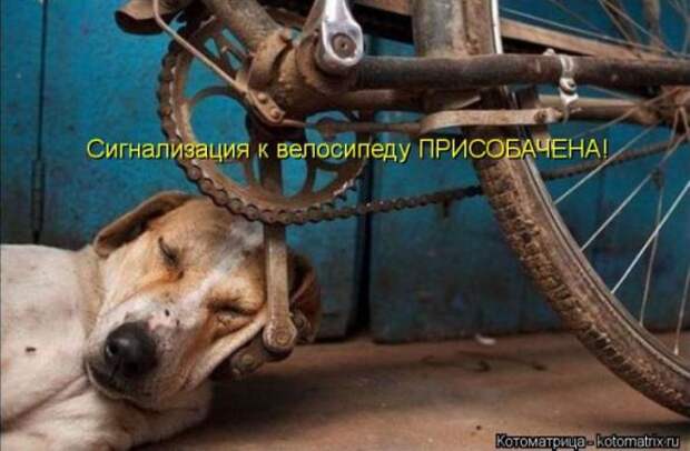 Котоматрицы (картинки с подписями)