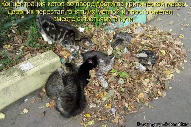 Лучшие котоматрицы недели
