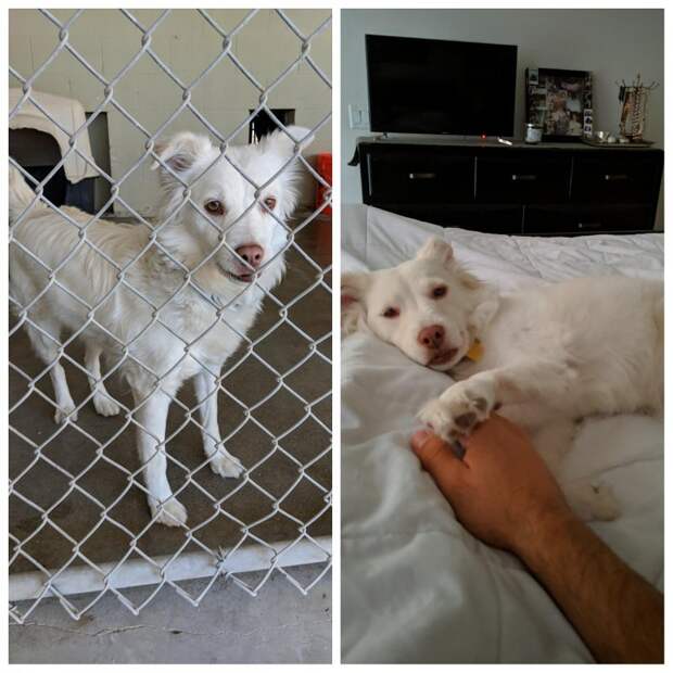 20 удивительных преображений животных, которые с улиц попали в заботливые руки 20 удивительных преображений животных, которые с улиц попали в заботливые руки до и после, истории спасения, история спасения, кошка, собака